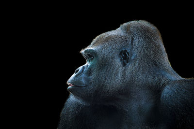 Close-up of monkey against black background