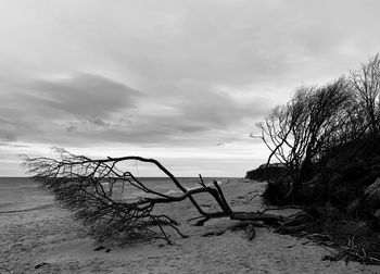 Driftwood on beach against sky