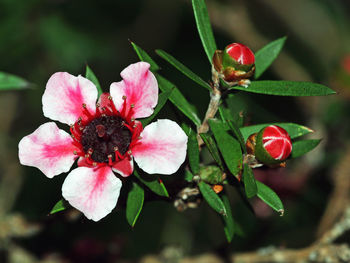 Close-up of red flowers