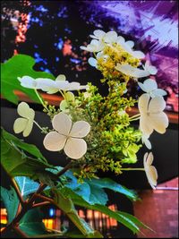 Close-up of flowers