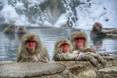 Japanese macaques relaxing in hot spring during winter