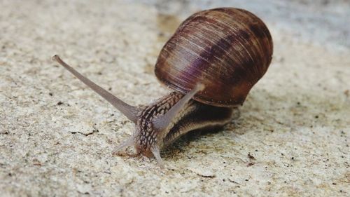 Close-up of snail