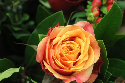 Close-up of rose blooming outdoors