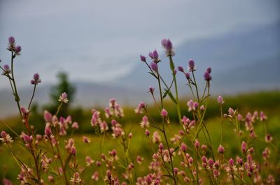 Close-up of pink flowers blooming on field against sky