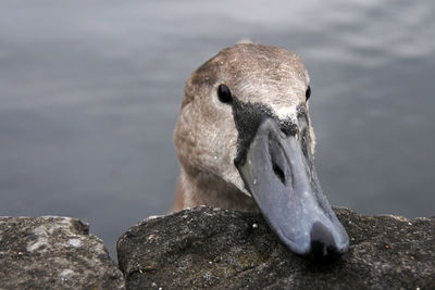 Close-up of a duck