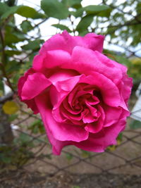 Close-up of pink rose