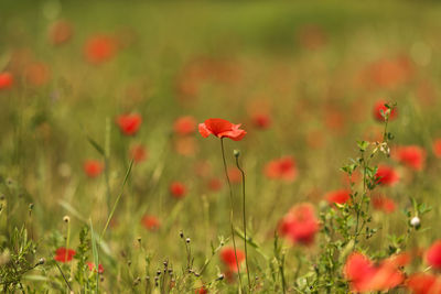 Close-up of red poppy flowers on field
