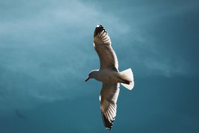 Low angle view of seagull flying against sky