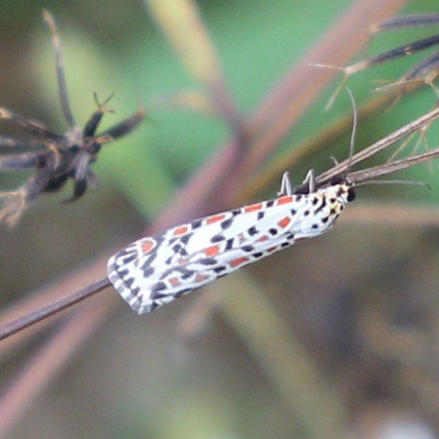 animals in the wild, insect, close-up, animal themes, focus on foreground, wildlife, butterfly - insect, one animal, butterfly, selective focus, animal markings, nature, beauty in nature, natural pattern, day, no people, outdoors, animal wing, multi colored, plant