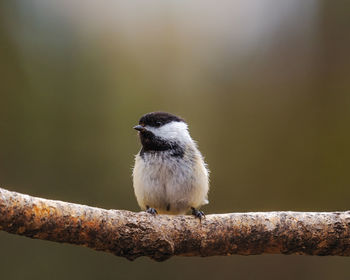 Close-up of bird perching on branch