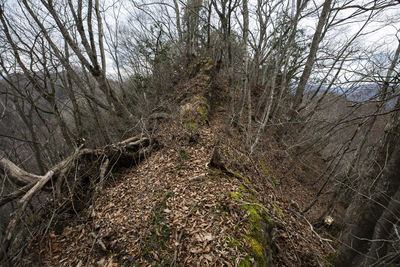 View of bare trees in forest