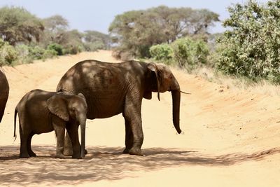 Elephant walking on sand