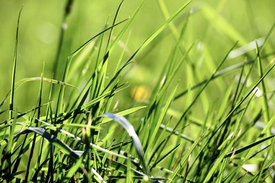 Close-up of crops growing on field