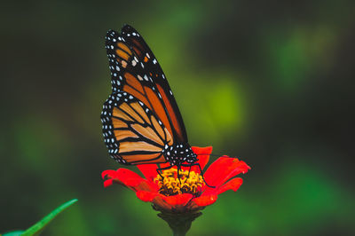 Close-up of butterfly pollinating on flower