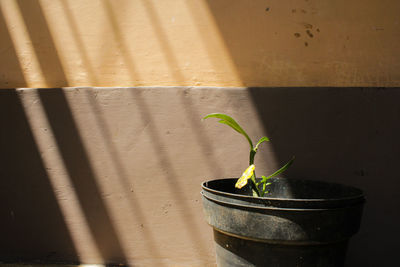 Close-up of potted plant against wall
