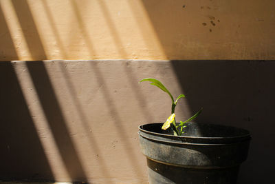 Sunlight plant