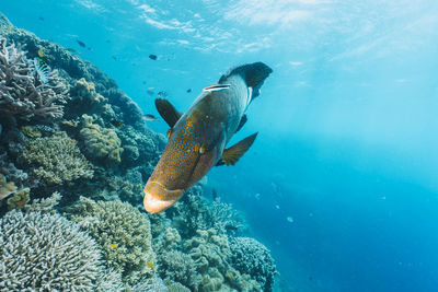 Fish swimming in sea