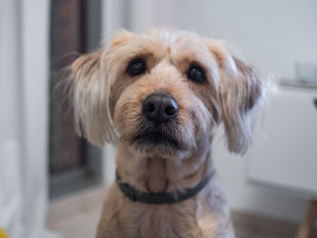 Close-up portrait of dog