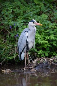 High angle view of gray heron perching on plant