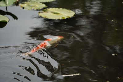 High angle view of koi fish in lake