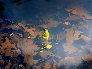 High angle view of yellow leaves floating on water