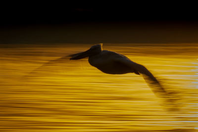 Close-up of bird flying against sky during sunset