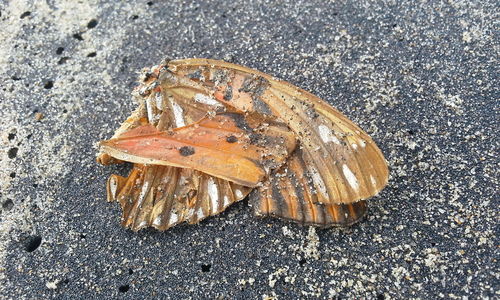 Close-up of insect on sand at beach