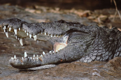 Close-up of crocodile