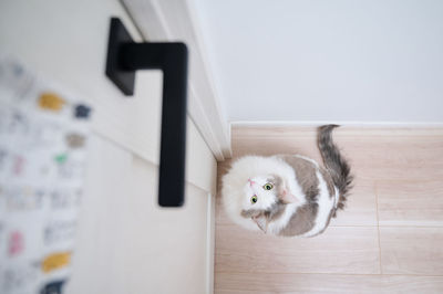 High angle shot of a white cat standing beside a door looking at the handle