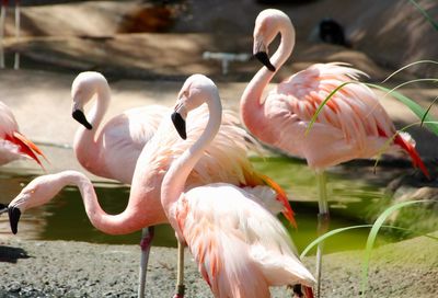 Close-up of birds in water