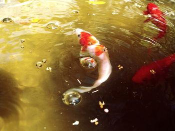 Close-up of koi carps swimming in water