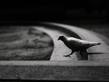 Close-up of bird