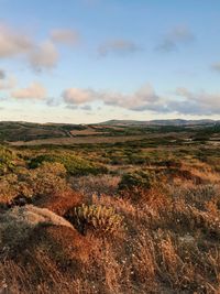 Scenic view of field against sky