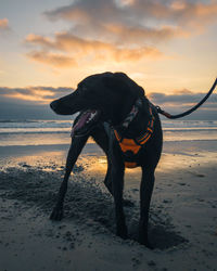 Happy dog digging in the sand on the beach during a vibrant sunset