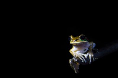 Close-up of frog on black background