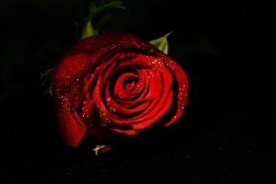 Close-up of red rose against black background