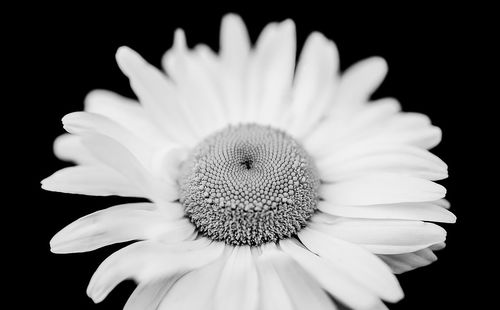 Close-up of flower over black background