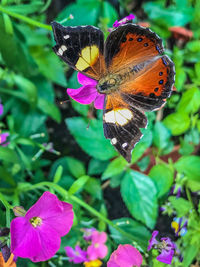 Butterfly on flower