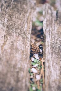 Close-up of tree trunk