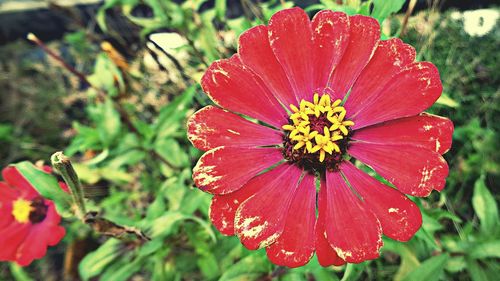 Close-up of red flower