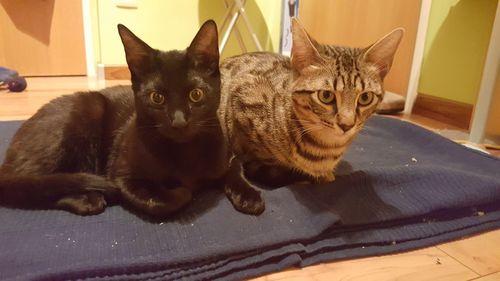 Portrait of kitten sitting at home