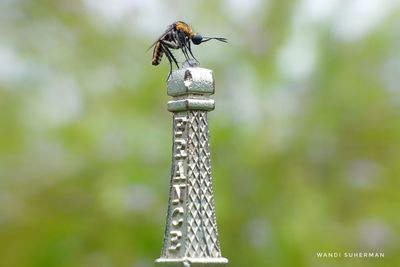 Close-up of insect perching on stem