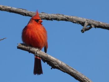 Low angle view of bird perching on branch against blue sky