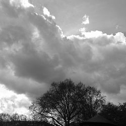 Low angle view of trees against sky