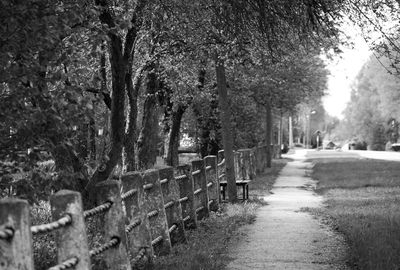 Cat amidst trees in park