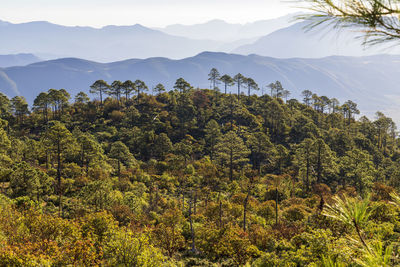 Scenic view of trees and mountains against sky