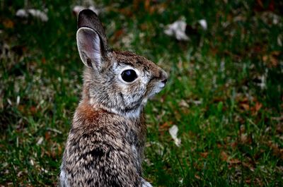 Close-up of an animal on grass