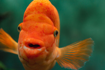 Close-up of fish swimming in aquarium