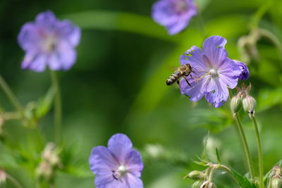 Close-up of bee pollinating on purple flower