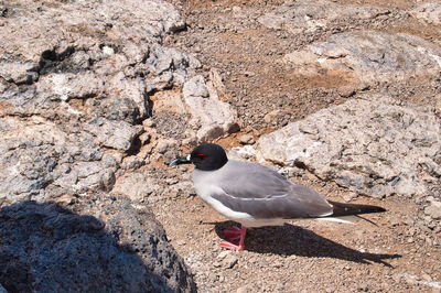 High angle view of bird perching on rock